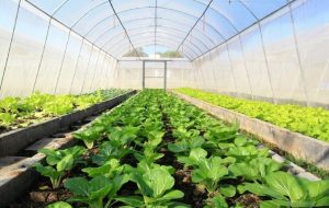 کشت گلخانه‌ای البرز گل می‌کند