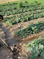 سرشماری عمومی کشاورزی هر​۱۰​سال یکبار اجرا می‌شود