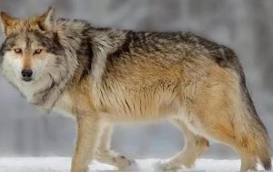 کشف گرگ در مغازه‌ای در کرج