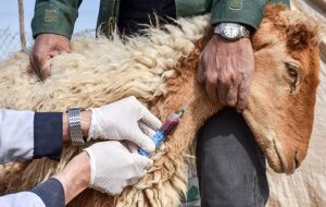 واکسیناسیون ۴۷ هزار راس دام شهرستان چهارباغ، علیه طاعون