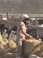 زنگ خطر ورشکستگی قریب‌الوقوع دامداران البرز/ نهاده‌های ۴ برابری، نقدینگی صفر!