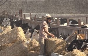 زنگ خطر ورشکستگی قریب‌الوقوع دامداران البرز/ نهاده‌های ۴ برابری، نقدینگی صفر!