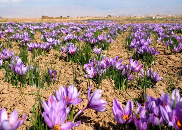 کشت زعفران در البرز رو به گسترش است