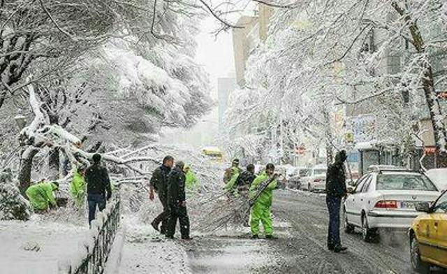 برف سبب قطعی برق و شکسته شدن شاخه های درختان البرز شد