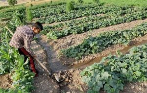 سرشماری عمومی کشاورزی هر​۱۰​سال یکبار اجرا می‌شود